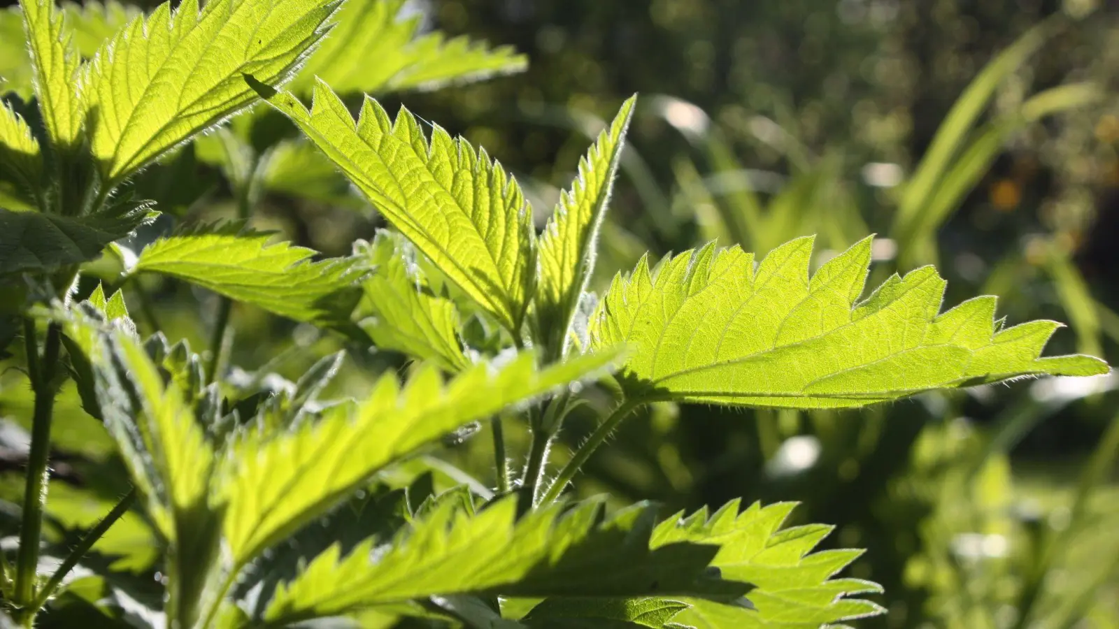 Zum Sammeln von Brennnesselpflanzen (Urtica) sollte man Handschuhe tragen, um sich nicht die Haut zu verbrennen. Die Blätter können nach dem Übergießen mit heißem Wasser beispielsweise wie Spinat zubereitet werden. (Foto: Mascha Brichta/dpa-tmn)