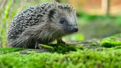 Der Igel steht inzwischen auf der Vorwarnliste der Roten Liste. (Foto: Patrick Pleul/dpa)