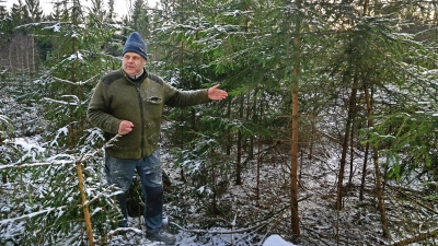 Friedrich Bauer holt als Weihnachtsbäume Fichten aus dem eigenen Wald, die im Zuge der Durchforstung sowieso irgendwann gefällt werden müssten. (Foto: Jim Albright)