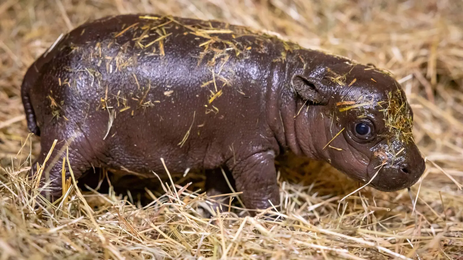 Noch bis Freitagnacht können Namensvorschläge eingereicht werden. (Foto: Zoo Berlin/dpa)