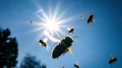 Mini-Wiesen helfen den Insekten. (Foto: Frank Rumpenhorst/dpa)