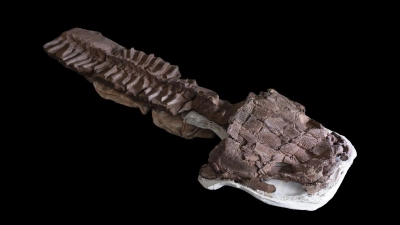 Das fast komplette Skelett von Gaiasia jennyae nach dem Präparieren. (Foto: C. Marsicano/Nature/dpa)