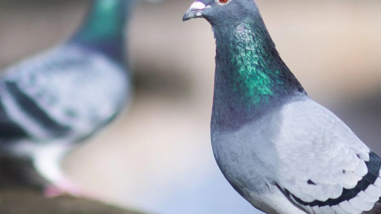 Tauben sind nicht unhygienischer als andere Vögel. Eingetrockneten Taubenkot auf der Fensterbank sollte man vor dem Entfernen dennoch lieber einweichen, um eine Staubeinatmung zu verhindern. (Foto: Julian Stratenschulte/dpa)