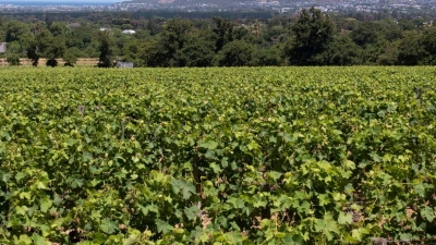 Blick über die Rebgärten von Südafrikas ältestem Weingut Groot Constantia. (Foto: Andreas Drouve/dpa-tmn)