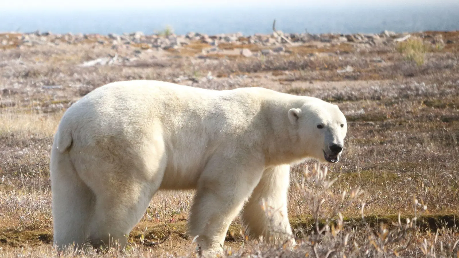 Ein Eisbär (Ursus maritimus) in der westlichen Hudson Bay Region im nordöstlichen Teil Kanadas. (Foto: David McGeachy/Springer Nature/dpa)