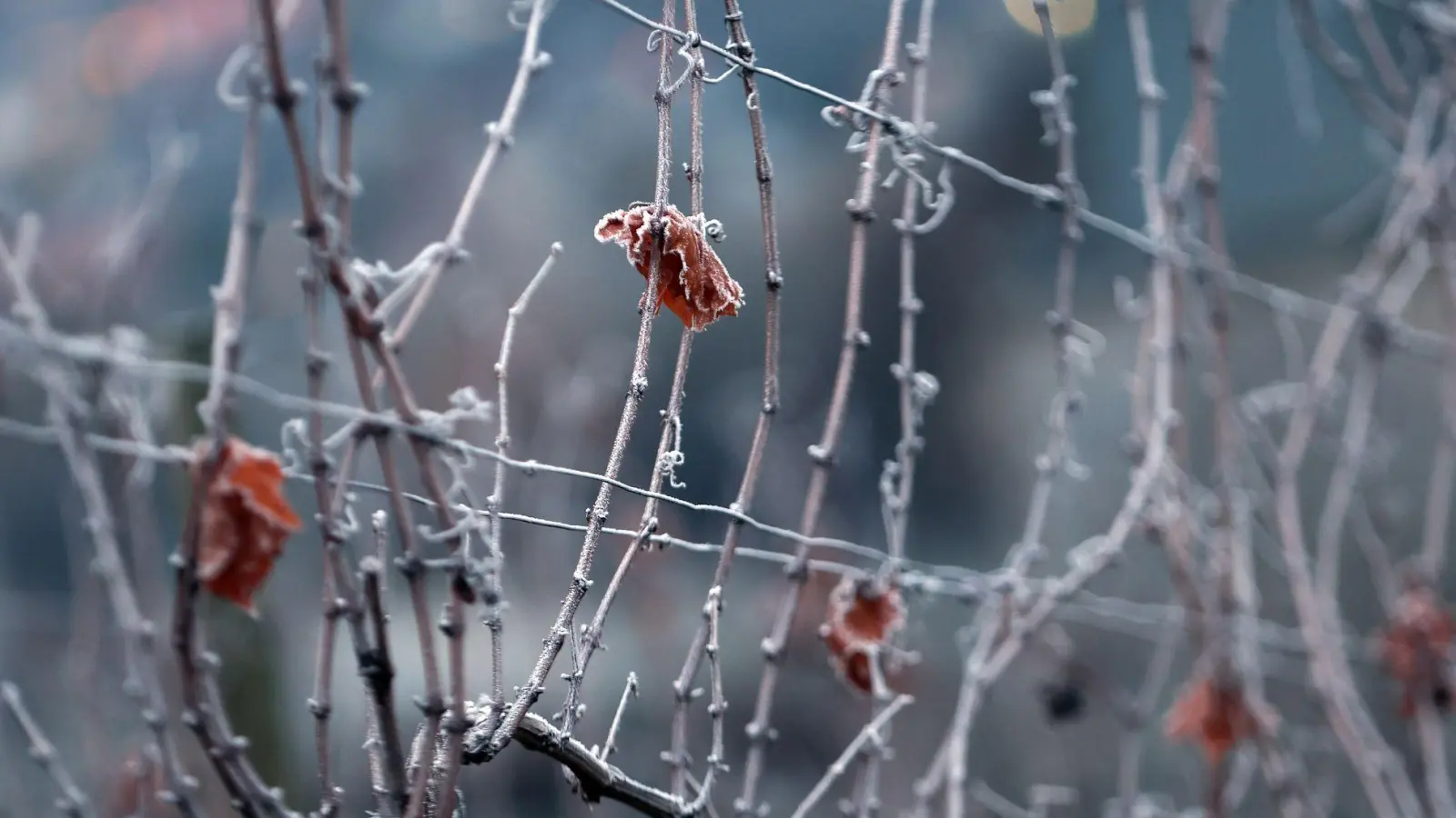 In Bayern beginnt die Woche frostig. (Archivbild) (Foto: Karl-Josef Hildenbrand/dpa)