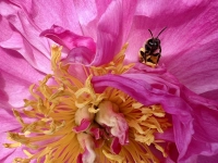 Kleine Biene auf großer Pfingstrose - gesehen bei Wilburgstetten. (Foto: Karin Mahler)
