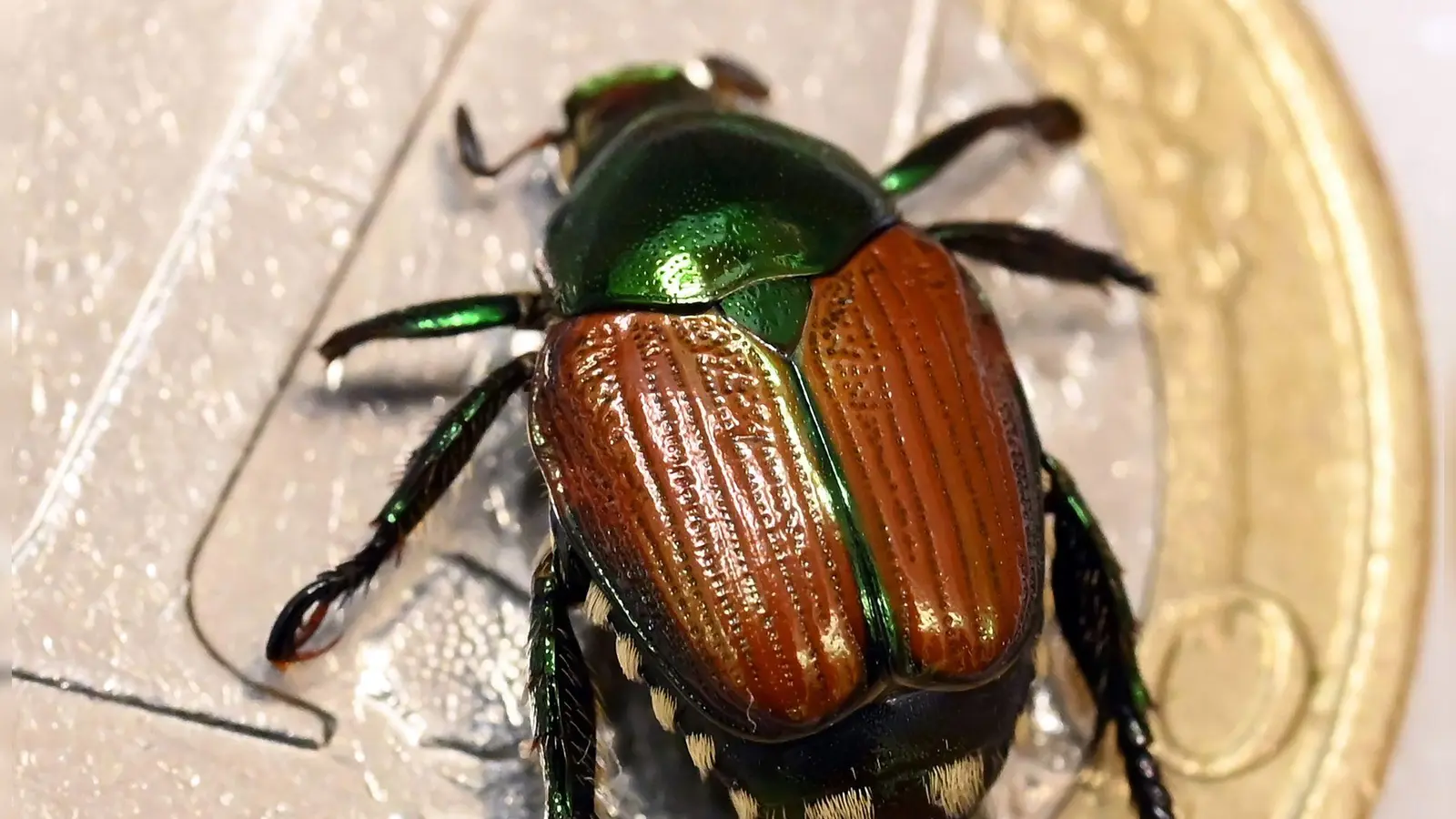 Der Japankäfer ist eine invasive Art mit enormem Schadpotenzial. Nun wurden einzelne Tiere in Baden-Württemberg gefunden. (Archivbild) (Foto: Uli Deck/dpa)