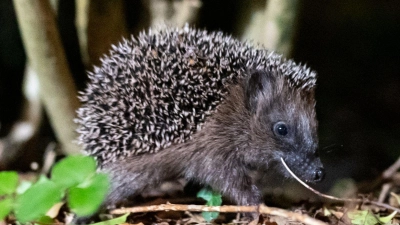 Ein junger Braunbrustigel ruht im Laub eines Gartenbusches. Er wurde zum Tier des Jahres 2024 gewählt. (Foto: Jonas Walzberg/dpa/dpa-tmn)