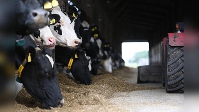 Die Kühe brauchen Futter, auch wenn der Landwirt ausfällt. (Archivbild) (Foto: Lars Penning/dpa)