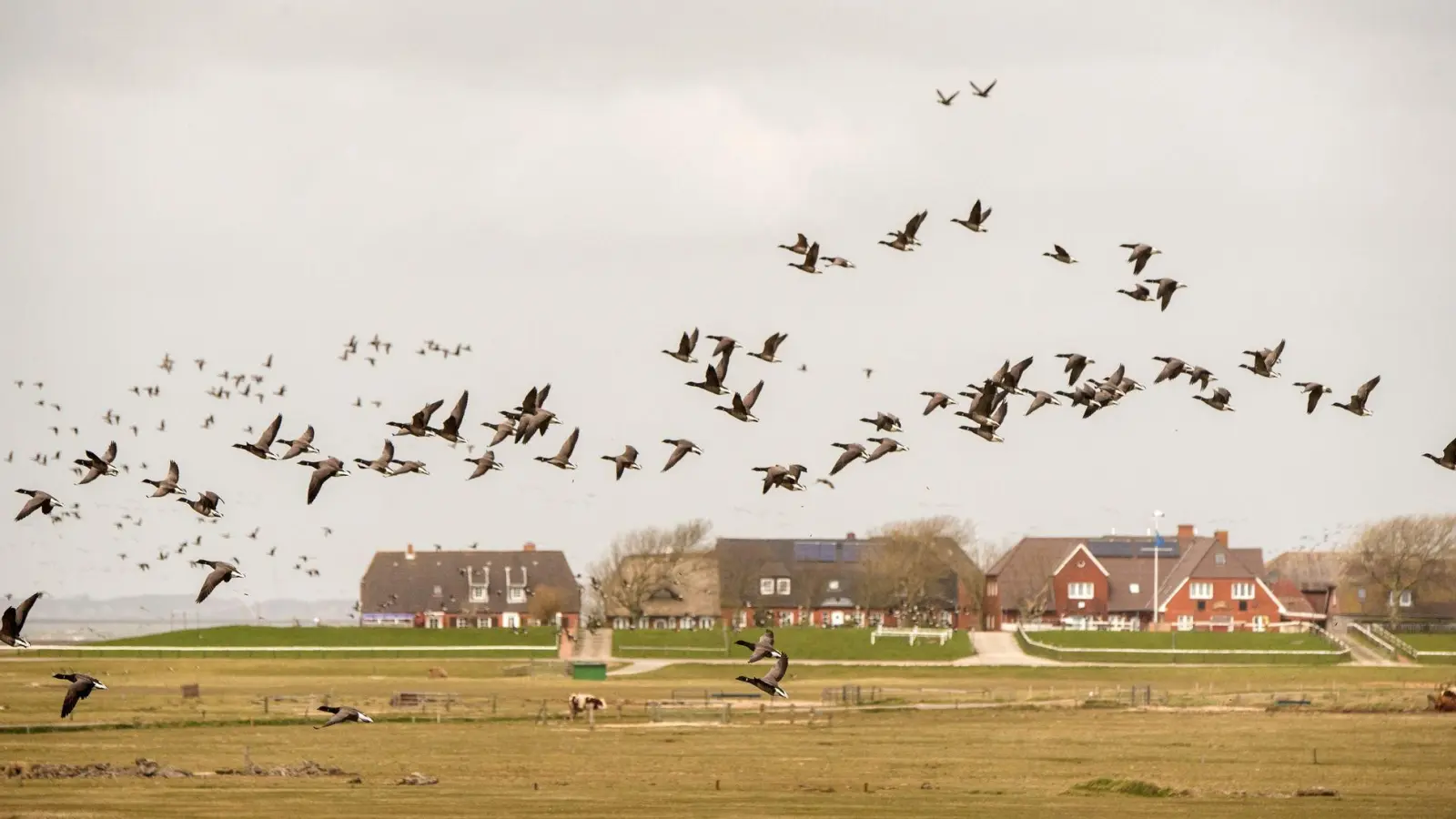 Ringelgänse fliegen über die Hallig Hooge. Die diesjährigen Ringelganstage gehen bis Mitte Mai. (Foto: Daniel Bockwoldt/dpa)