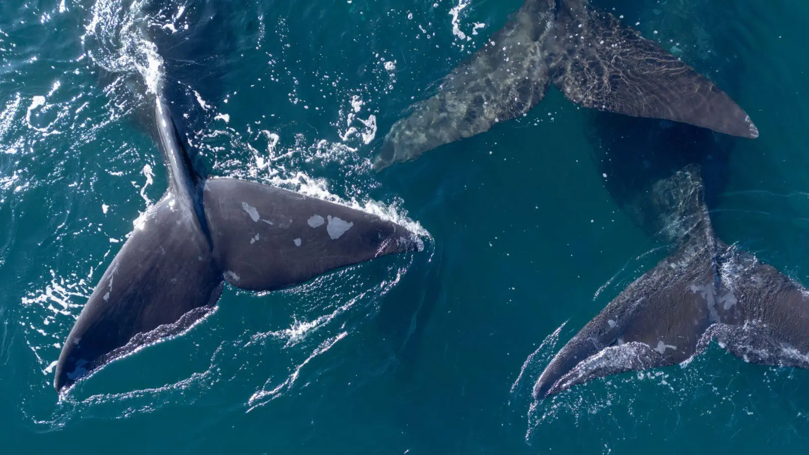 Delegierte aus 88 Ländern beraten in Lima über den Schutz der Wale. (Foto: Maxi Jonas/dpa)