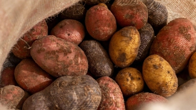 Kartoffeln bilden Solanin, ein natürliches Gift zur Schädlingsabwehr. (Foto: Zacharie Scheurer/dpa-tmn/dpa)