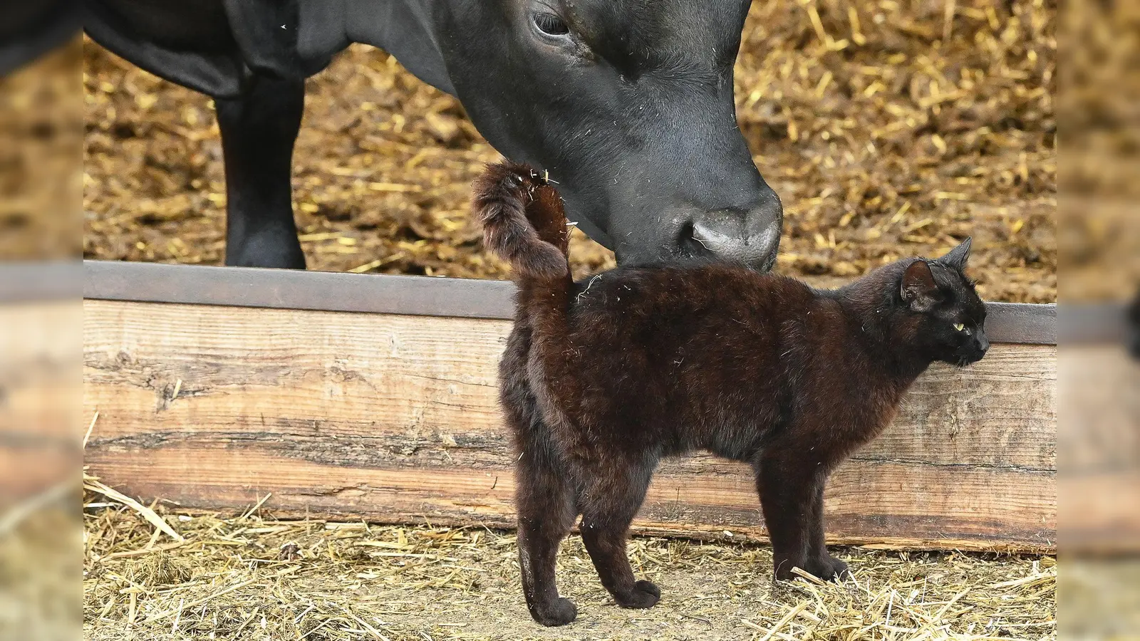 In den USA grassiert bei Milchkühen die Vogelgrippe - nun wurden die Viren bei Katzen in Farmen nachgewiesen. (Symbolbild) (Foto: Patrick Pleul/dpa-Zentralbild/ZB)