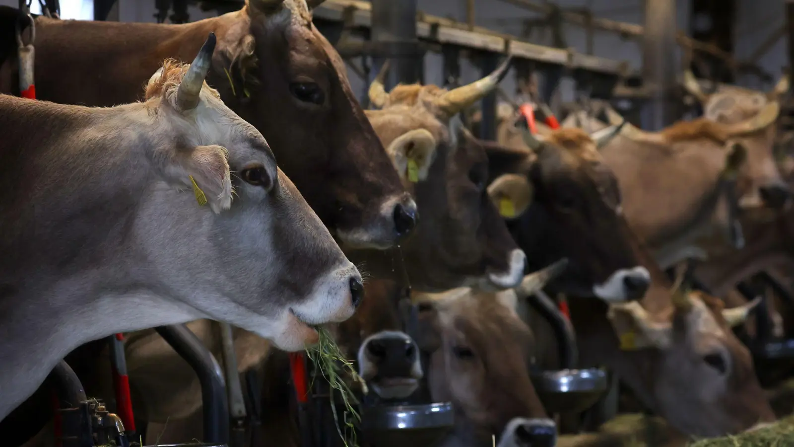 Im Stall eines Landwirts fressen Kühe frisches Heu. (Symbolbild) (Foto: Karl-Josef Hildenbrand/dpa)