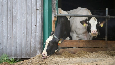 Erneut stehen Landwirte im Allgäuer Tierschutzskandal vor dem Landgericht Memmingen. (Symbolbild) (Foto: Karl-Josef Hildenbrand/dpa)