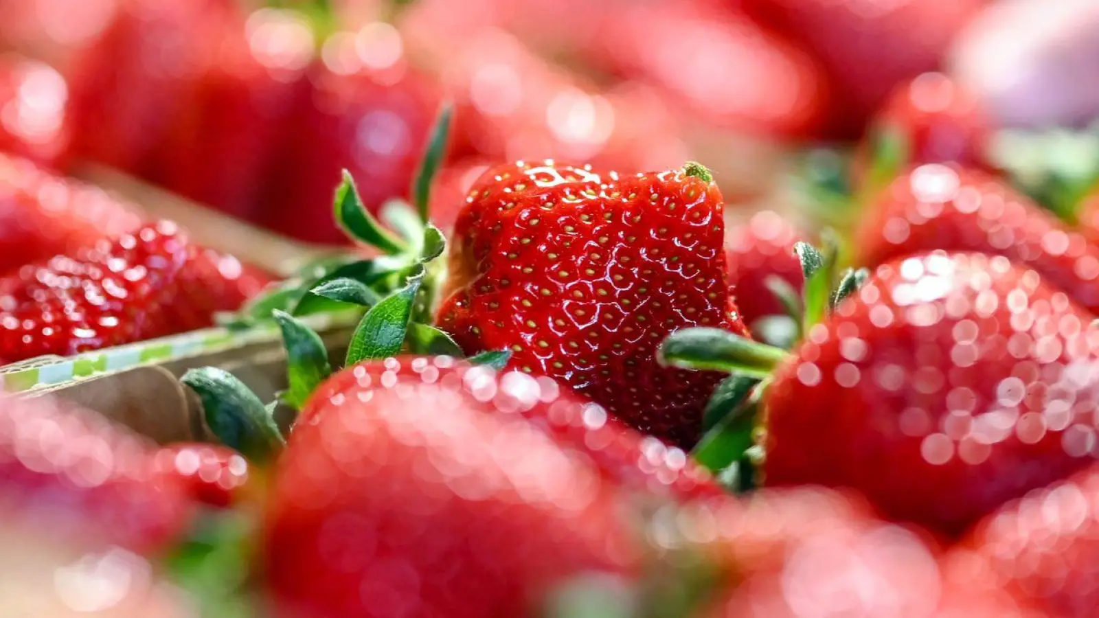Beim Beerenhof Ell werden frisch geerntete Erdbeeren gezeigt. (Foto: Uli Deck/dpa)