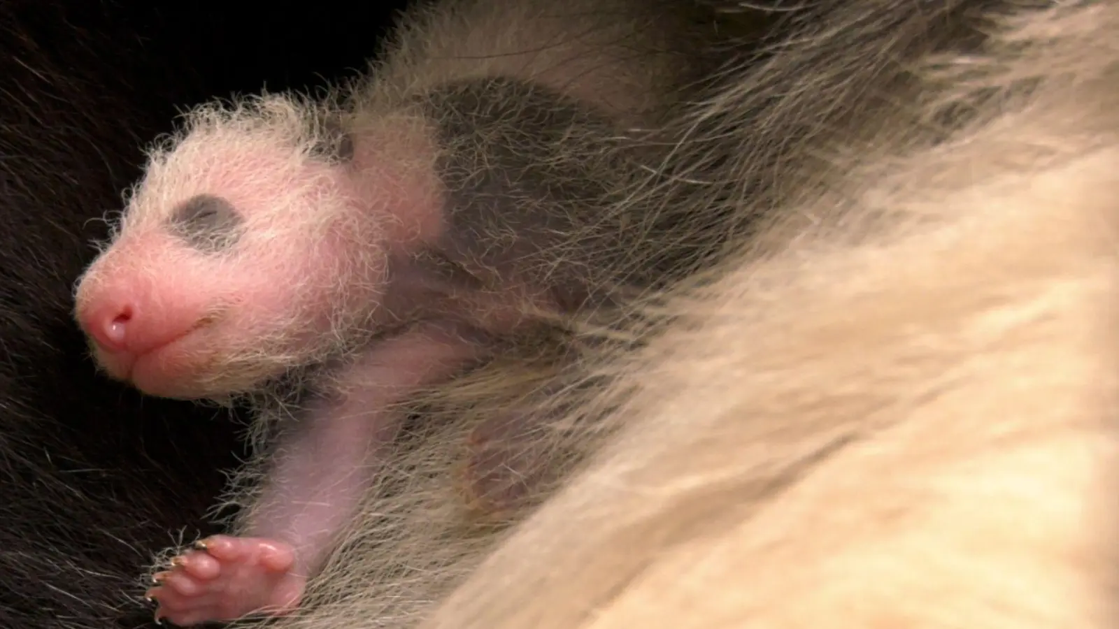 Seit ihrer Geburt haben die Zwillinge ihr Gewicht mehr als verdoppelt. (Foto: -/Zoo Berlin/dpa)