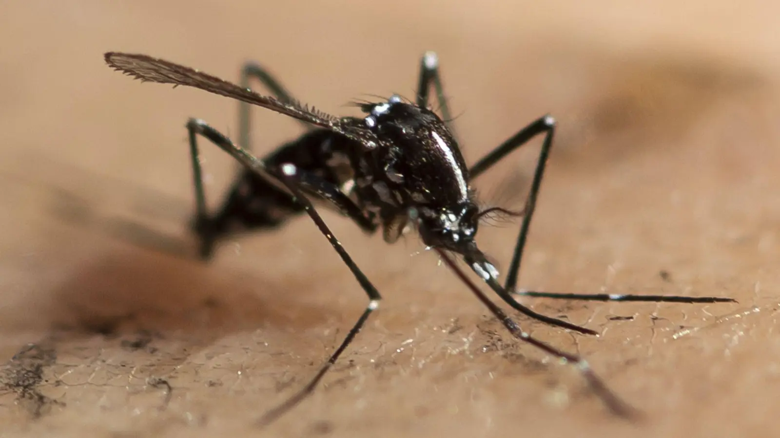 Die Asiatische Tigermücke (Aedes albopictus) breitet sich in Europa weiter Richtung Norden und Westen aus. Sie gilt als Überträger unter anderem von Chikungunya- und Dengue-Viren. (Foto: Ennio Leanza/KEYSTONE/dpa)