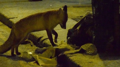 Ein Fuchs sucht auf einer schneebedeckten Straße im Zentrum Londons nach Nahrung. (Foto: Vuk Valcic/ZUMA Press Wire/dpa)